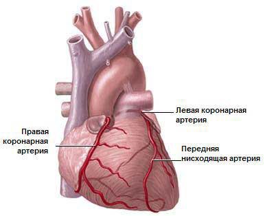 Коронарные артерии. 