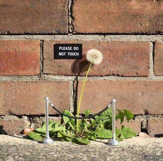 Одуванчик. Please do not touch Одуванчик. Please do not touch