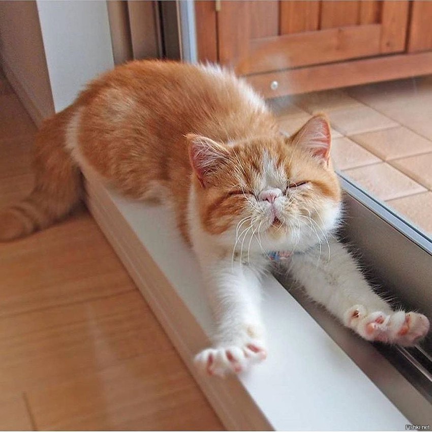 Потягивающийся кот Потягивающийся кот