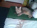 Безкота_добро