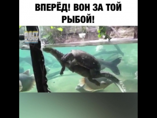 В погоню!