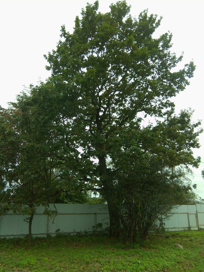 HPmJCU59r74.jpg