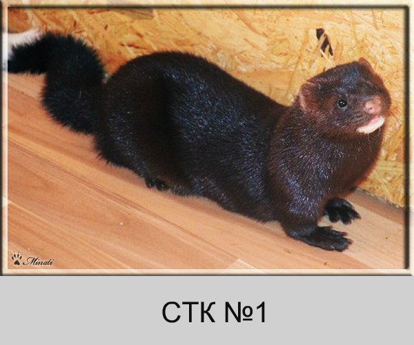 СТК (сканбраун)