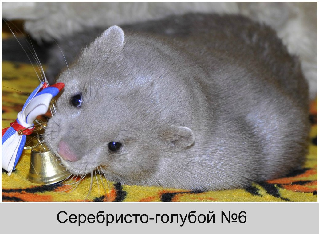 Серебристо-голубой