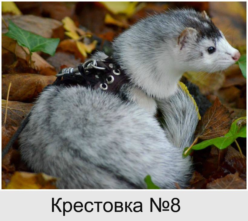 Крестовка