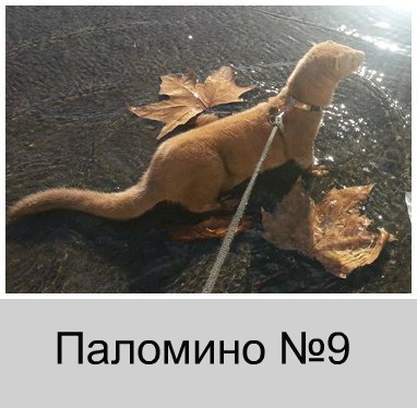 Паломино