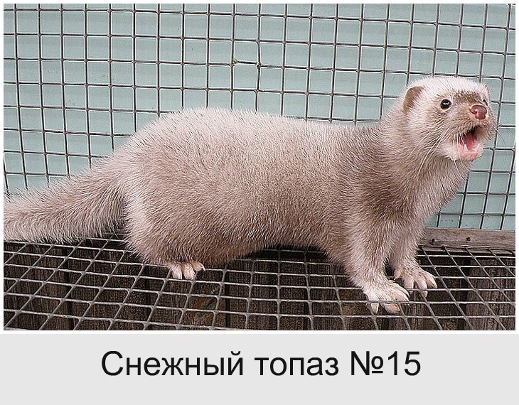 Снежный топаз