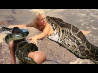 SHOCKING Giant Anaconda Eats Man Alive #4 - Biggest Snake In The World -Giant Python Attacks | Real?
