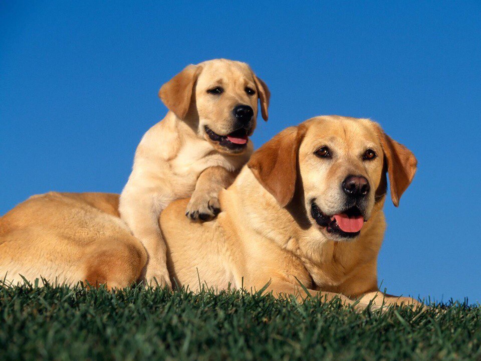 Dogs and puppies for sale image