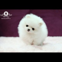 Вика Кокорина | 