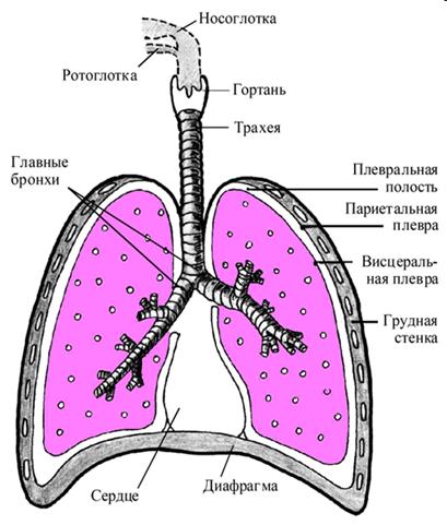 Метаболизм биологически активных веществ в легких 