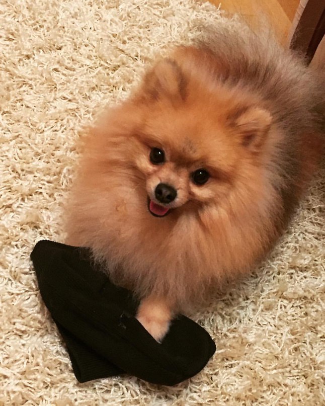 Resultado de imagen para фут pomeranian