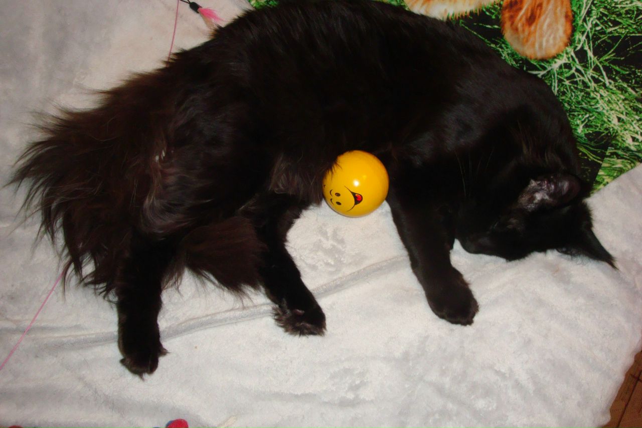 Кошки в нашей жизни. Кошки и все, что с ними связано.