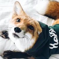 Женя Литвинова |