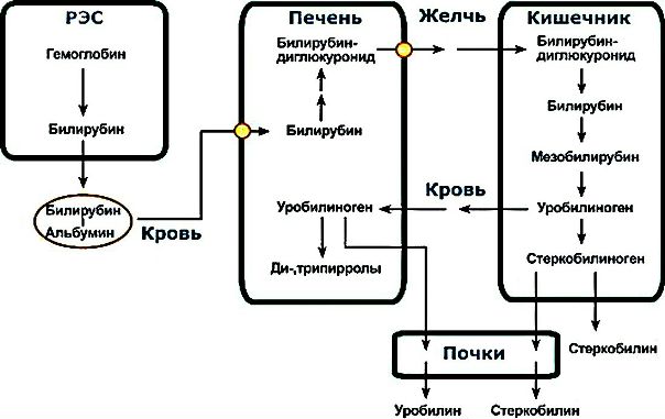 Обмен гемоглобина Обмен гемоглобина