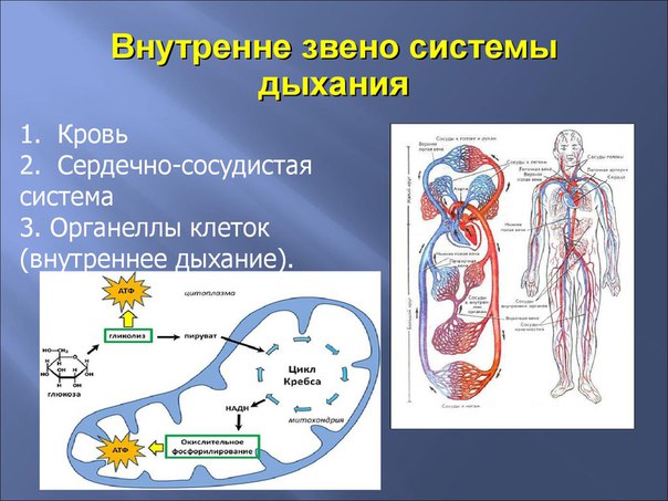 Нарушения внутреннего дыхания 