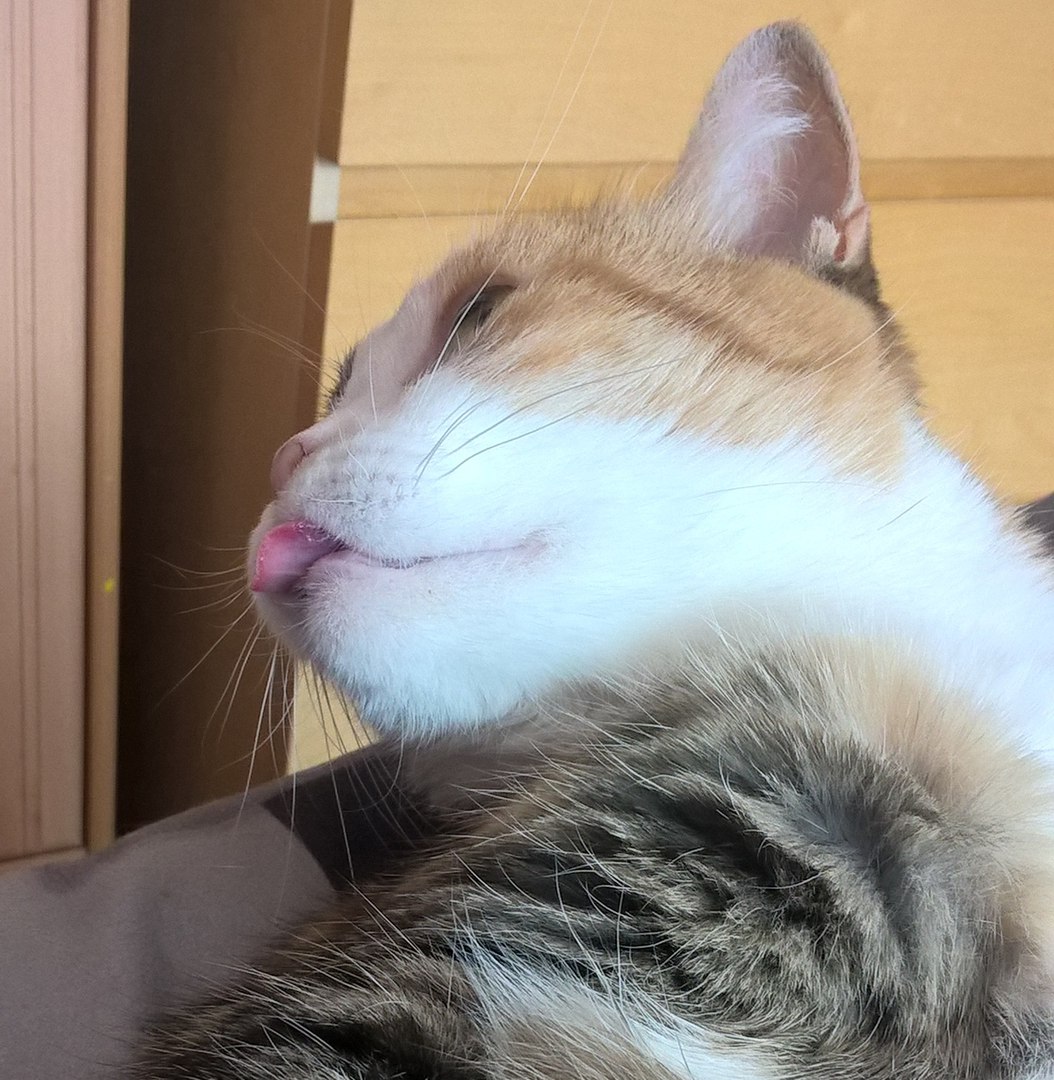 Поговорим о кошках43