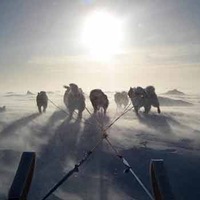 Vespertilio Veretenikova-Kravchenko