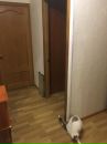Объявление от Anastasia - фото №1