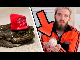 CRAFTING FOR MY PETS