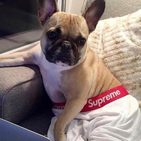 Никита Лесич