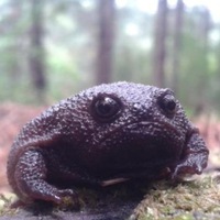 Вирус Забытия