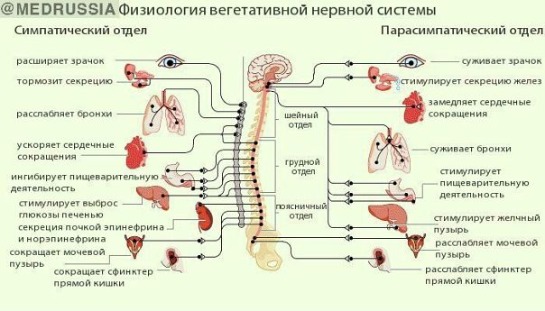 Физиология вегетативной нервной системы