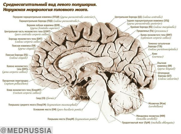 Строение мозга