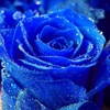 fabulous_lucky