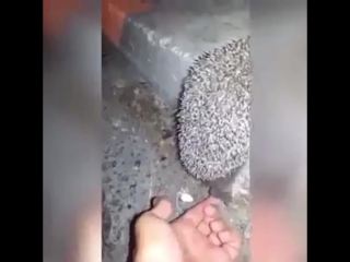 Помог ёжику