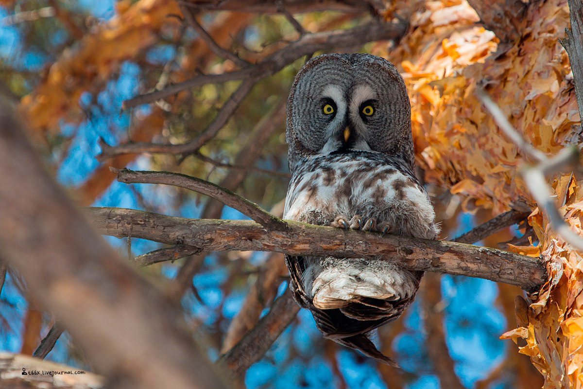 Птицы челябинской области, бородатая неясыть, birding Russia