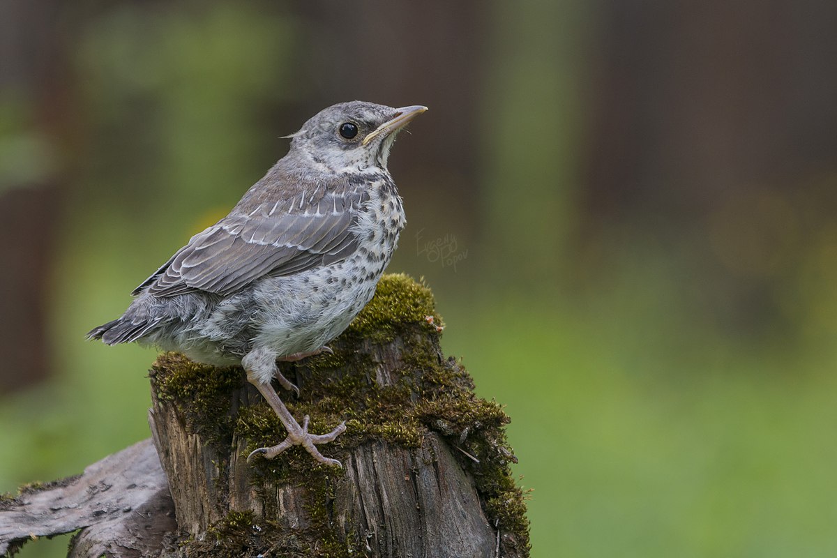 Птицы челябинской области, дрозд, слеток дрозда рябинники, birding Russia