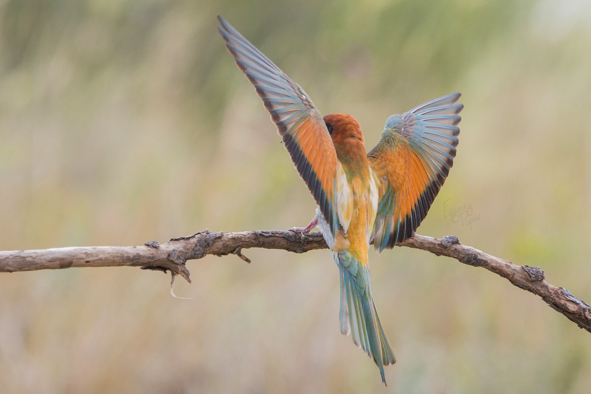 Птицы челябинской области, Щурка, село Степное, Пластовский район, birding Russia