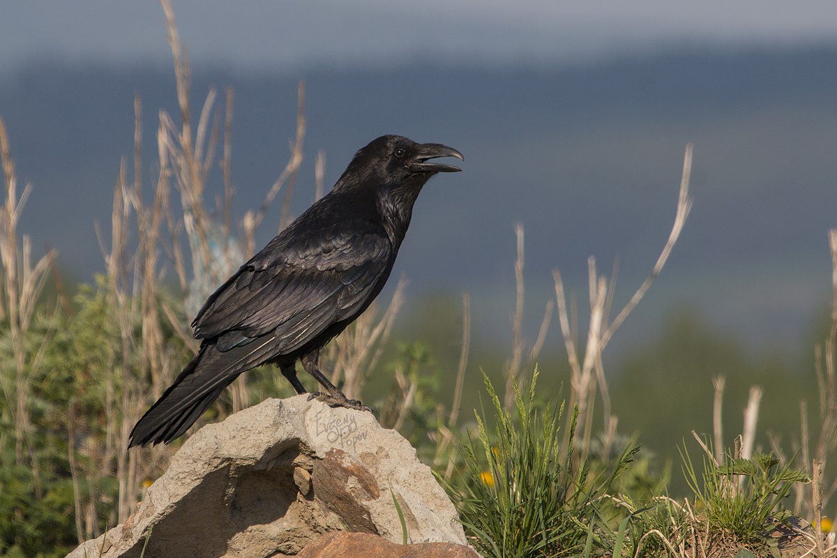 Птицы челябинской области, Ворон, черный ворон, birding Russia