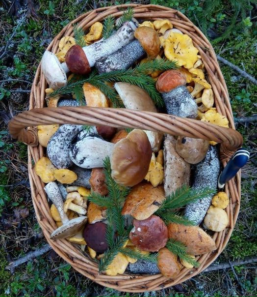 Грибники, вы тут есть)
