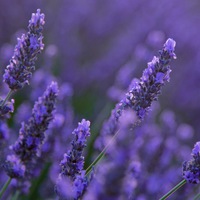 Ольга Листопадова