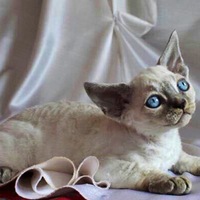 Ксюша Андреева