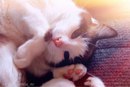 Безкота_добро