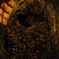 Николай Бурлаку