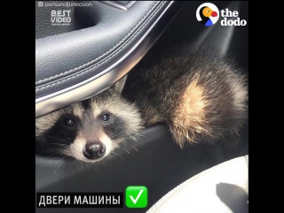 Енот и его семья