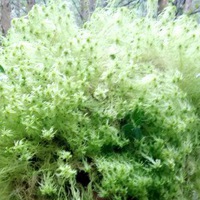 Евген Лолшто  Старший