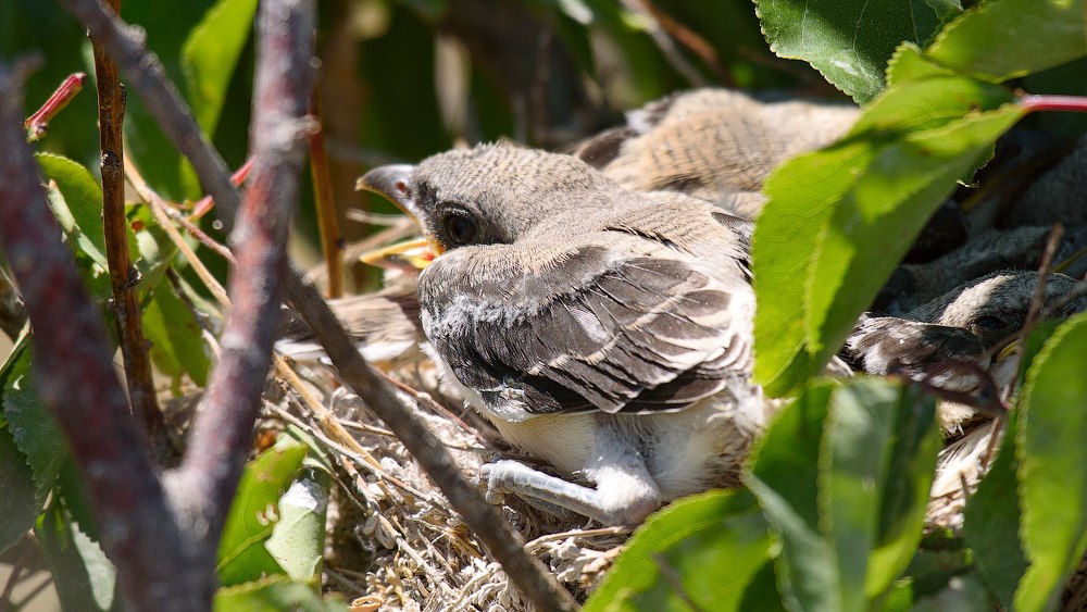 wildlife.crimea.ua
