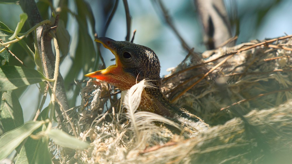 wildlife.crimea.ua