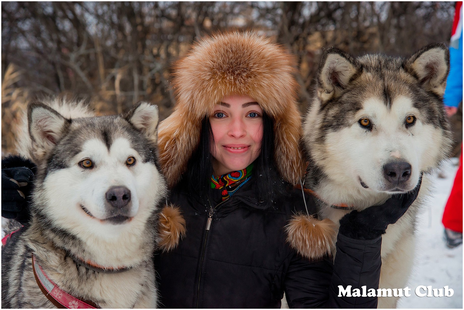 Маламут клуб прибрежный