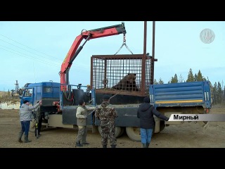В Мирном провели спецоперацию по спасению медведя