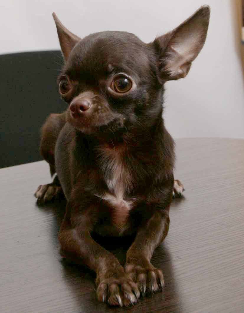 Чихуахуа в 6 месяцев. Чихуахуа 6 месяцев. Чихуахуа 6 кг. 6 Месячный чихуахуа. Чихуахуа 6,5 кг