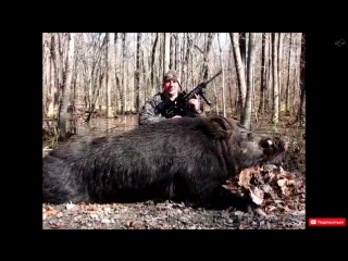 Охота на кабана CАМЫЕ БОЛЬШИЕ ДИКИЕ КАБАНЫ. ТОP-15 ОГРОМНЫХ ТРОФЕЕВ. Wild boar