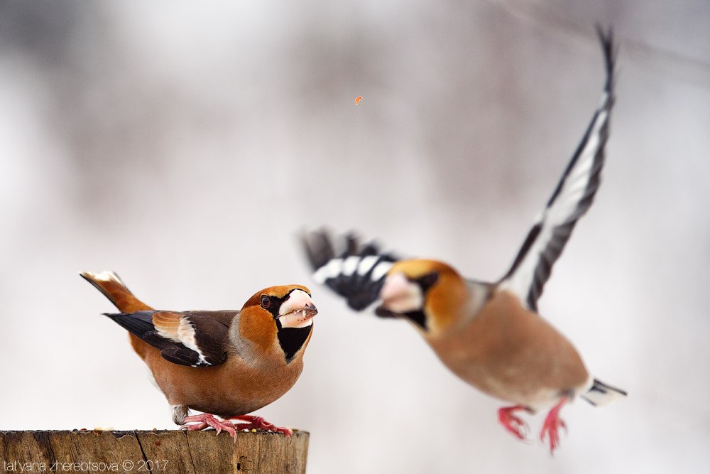 wildlife.crimea.ua