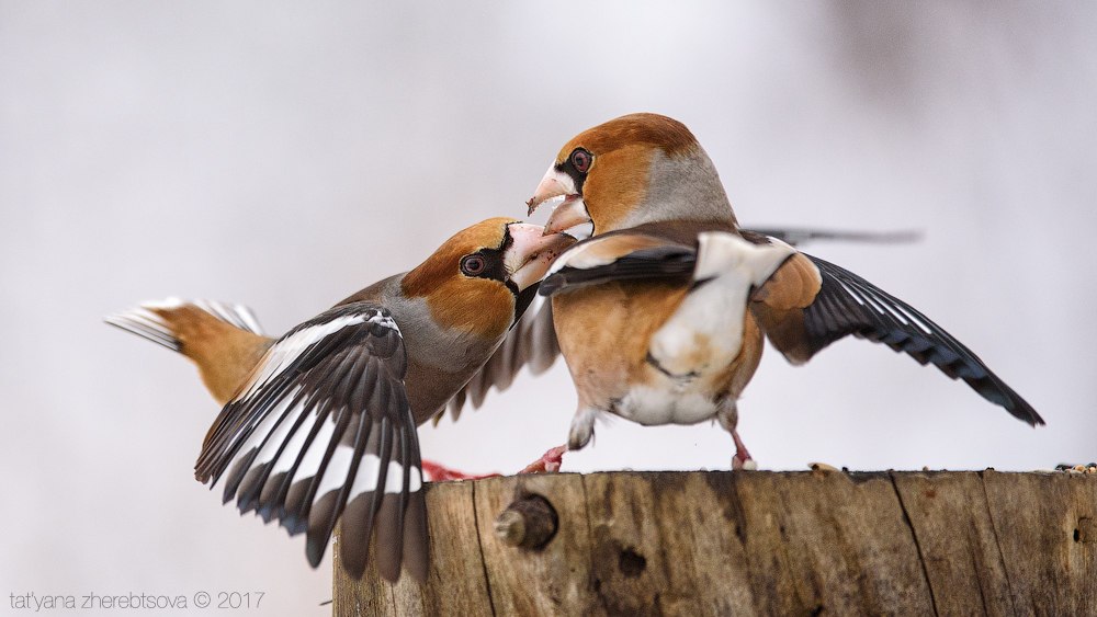 wildlife.crimea.ua
