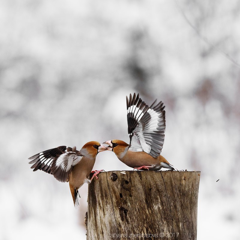 wildlife.crimea.ua